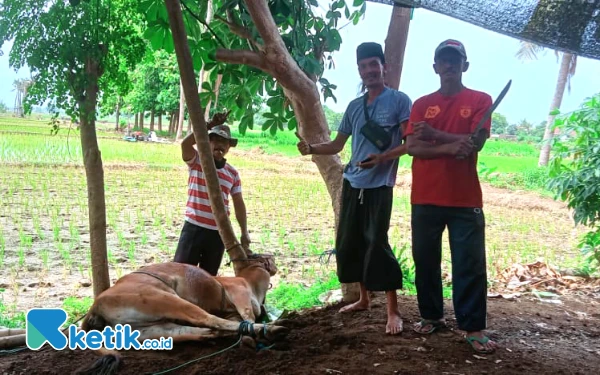 Thumbnail Berita - Jagoannya Unggul, Relawan Pendukung Rio-Ulfi "Macan Rem-Rem" Sembelih Sapi