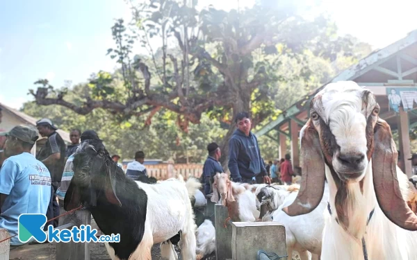 Thumbnail Berita - Bersaing Ketat, Pedagang Kambing Kurban Pacitan Akui Sukar Gaet Pembeli