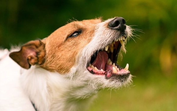 Thumbnail Heboh Kasus Rabies, Kepala DKPP: Surabaya Kota Bebas Rabies