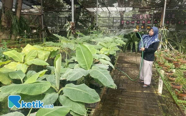 Thumbnail Taman Anggrek Surabaya Budidayakan Pisang Cavendish dan Jamur untuk MBR