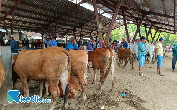 Thumbnail Jelang Idul Adha, Harga Hewan Kurban di Situbondo Naik 15 hingga 20 Persen