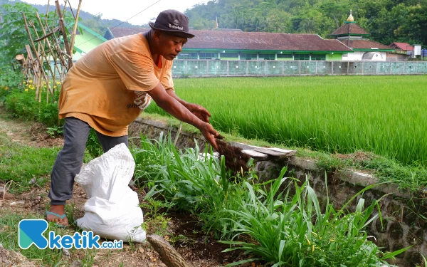 Thumbnail Pupuk Subsidi Langka, Petani di Pacitan Beralih ke Kotoran Kambing