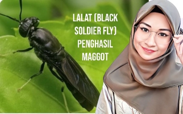 Thumbnail Maggot, Larva Lalat Tentara Hitam Pengurai Sampah Organik yang Menjanjikan !