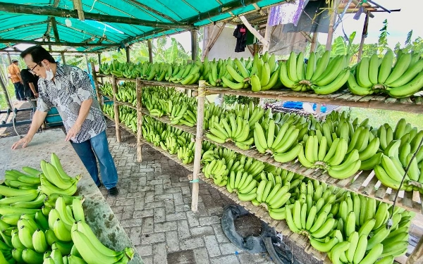 Thumbnail Cerita Klaster Pisang Cavendish Pasuruan, Kelola Lahan Non Produktif Jadi Usaha Beromzet Rp200 Juta