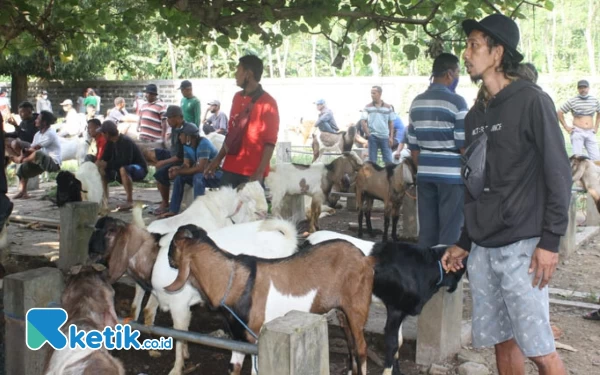 Thumbnail Harga Kambing Kurban di Pacitan Stabil Rp2,5 Juta, Pedagang: Selak Mundak