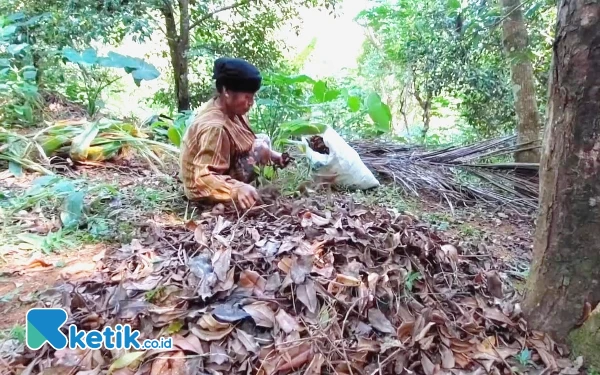 Thumbnail Kisah Tumi Pacitan, Disabilitas Sebatang Kara Hidup dari Ceceran Daun Cengkeh