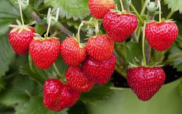 Ini Segudang Manfaat Buah Strawberry untuk Tubuh