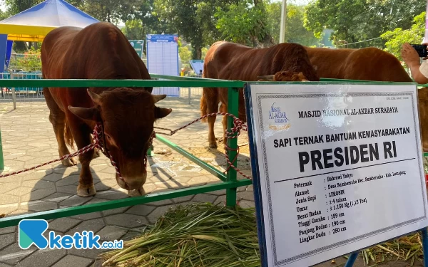 Thumbnail Disambut Karpet Merah, Sapi Kurban Presiden Jokowi  di MAS