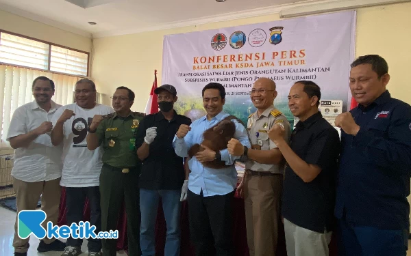 BBKSDA Jatim Bakal Translokasi Orang Utan ke Kalteng