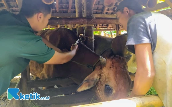 Thumbnail Berita - PMK Kembali Merebak di Pacitan, 3 Sapi Terjangkit