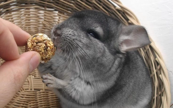 Thumbnail Berita - Yuk Kenalan dengan Chinchilla, Peliharaan yang Menggemaskan 