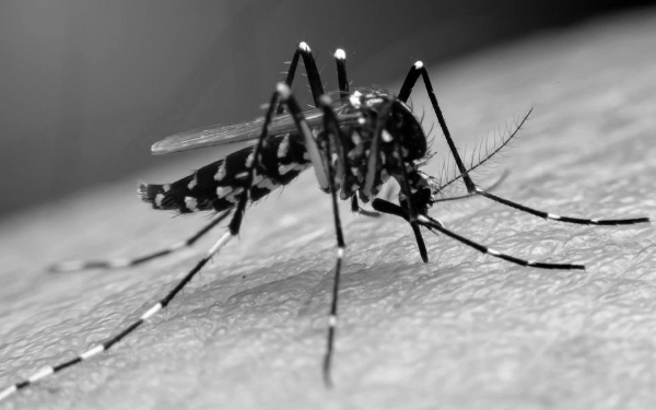 Thumbnail Berita - Sebanyak 45 Warga Situbondo Digigit Nyamuk Aedes Aegypti