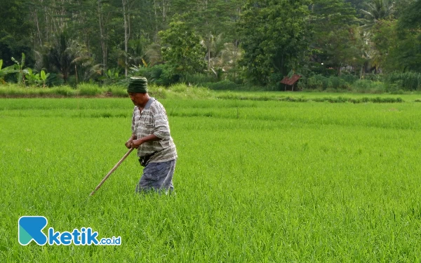 Thumbnail Petani Pacitan Gigit Jari, Keuntungan Harga Beras Dinikmati Warga Luar Daerah