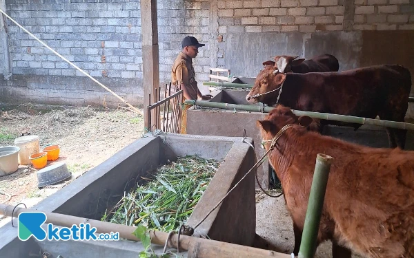 Thumbnail Berita - Dukung Ketahanan Pangan, Kades Sumberagung Kabupaten Malang Buat Program Sate Sapi